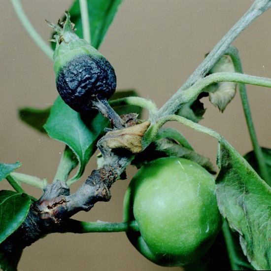 آتشک سیب و گلابی